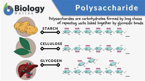 hydrolysis of disaccharides and polysaccharides|Hydrolysis of Oligosaccharides and Polysaccharides .